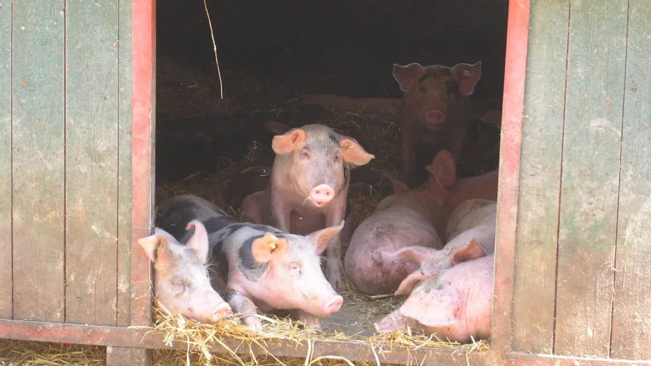 Tiergerechte Freilandhaltung von Schweinen mit Hütten